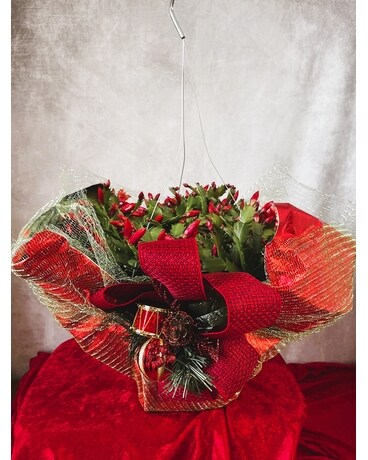 Christmas Cactus Premium Flower Arrangement