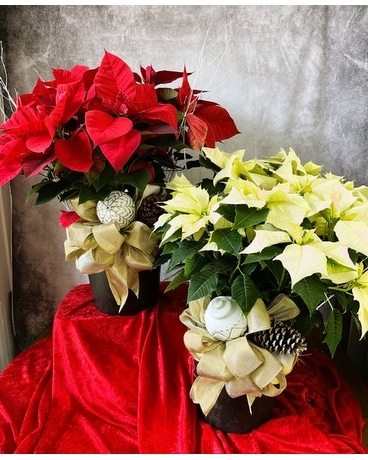 Poinsettia Grande Premium Flower Arrangement