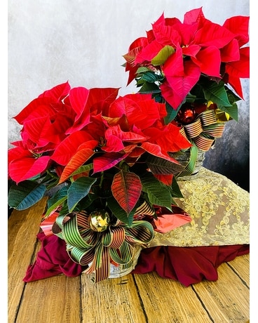 Christmas Plants Delivery Macon GA Lawrence Mayer Florist