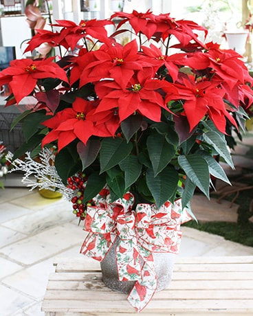 poinsettia flower arrangements