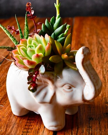 Lucky Elephant Garden Flower Arrangement