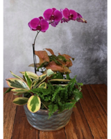 Orchid Planter in Macon GA - Lawrence Mayer Florist & Flower Delivery