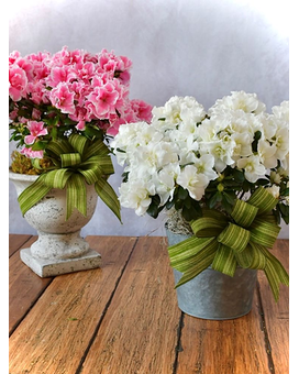 Blooming Azalea Flower Arrangement
