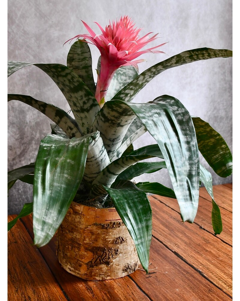 Collections Delivery Macon GA - Lawrence Mayer Florist & Flower