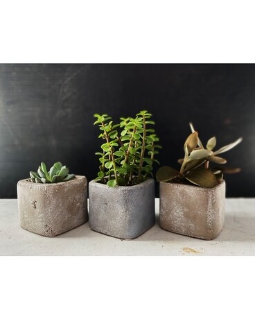 SUCCULENT TRIO Plant