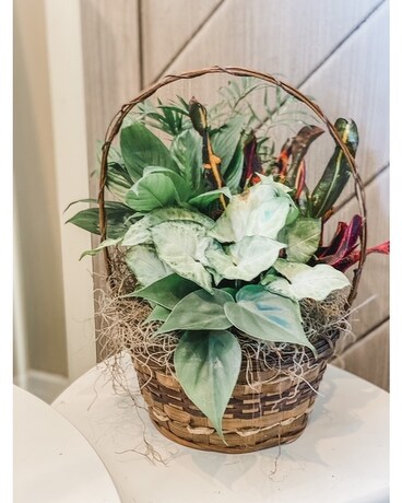 DISH GARDEN Plant