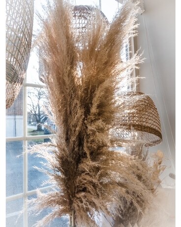DRIED + PRESERVED PAMPASS GRASS Dried Flowers