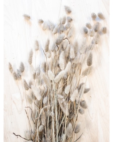 DRIED BUNNY TAIL Dried Flowers