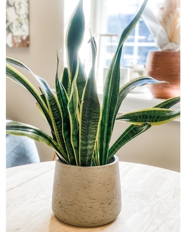 SNAKE PLANT Plant