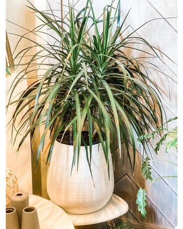 DRACAENA SPIKE PLANT Plant