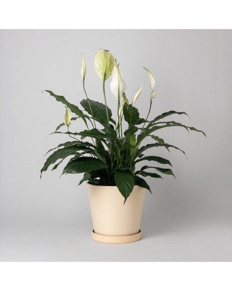 PEACE LILY PLANT in Lancaster PA - Petals With Style
