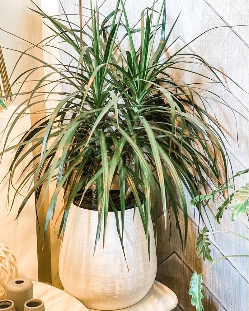 DRACAENA SPIKE PLANT in Lancaster PA - Petals With Style