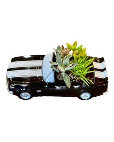 Camaro with Live Succulents Flower Arrangement