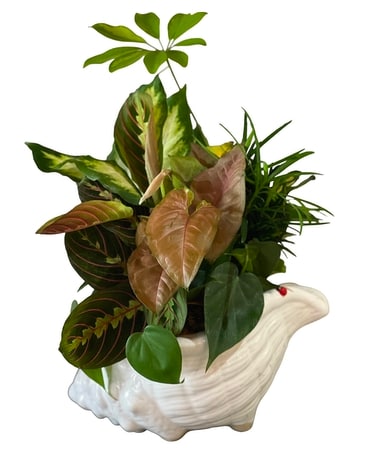 Small Seashell Dish Garden Flower Arrangement