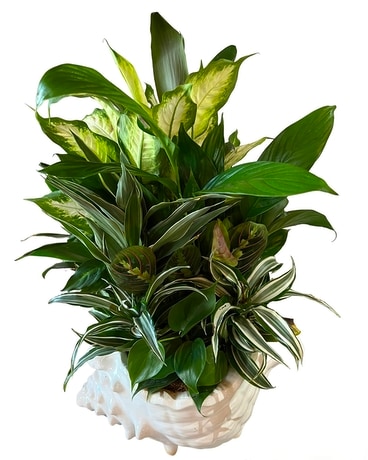 Large Seashell Dish Garden Flower Arrangement