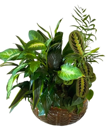 Medium Dish Garden Flower Arrangement