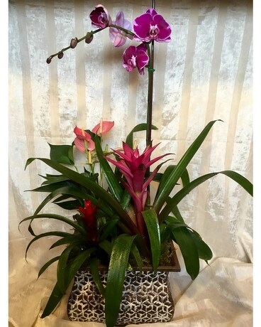 Tropical Garden Plant