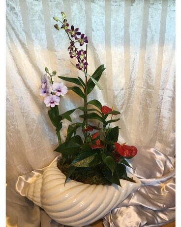 Tropical plants in seashell Plant