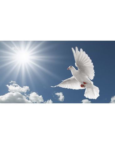 White Dove Release Custom product