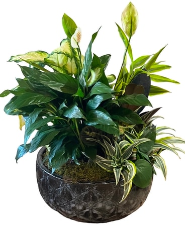 Large Dish Garden Flower Arrangement