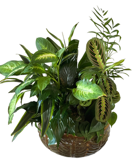 Medium Dish Garden Flower Arrangement
