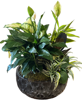 Large Dish Garden Flower Arrangement