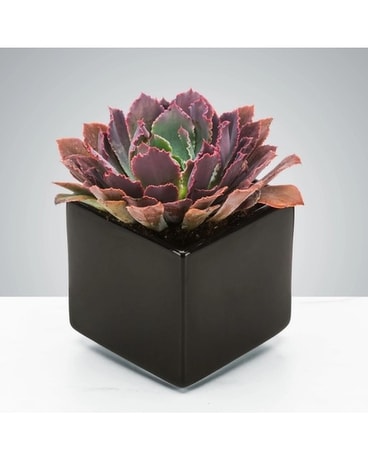 Dark Succulent Plant