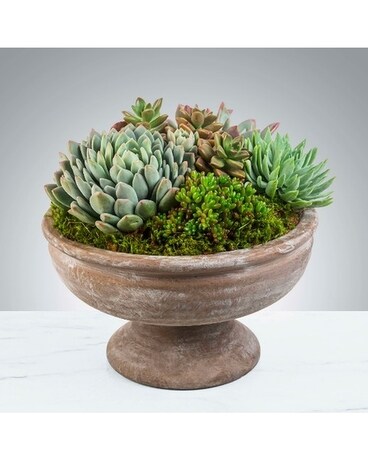 Succulent Bowl Plant