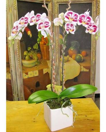 Orchids Custom product