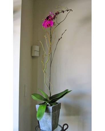 Orchids Flower Arrangement