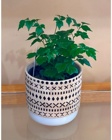 Green plant in trendy pot Plant