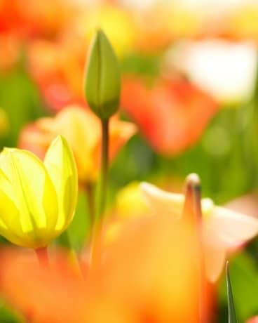 Designer's Choice - bright and colourful Flower Arrangement
