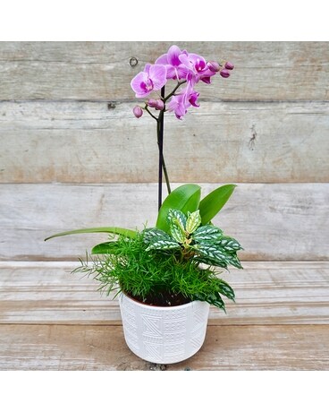 Orchid garden in footed ceramic pot Plant