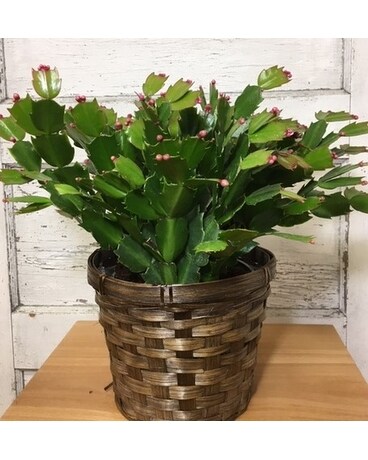 Zygo Cactus Plant