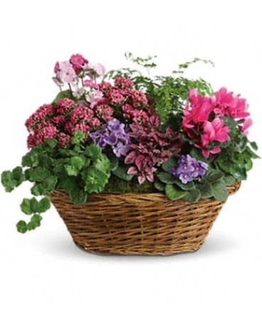 Simply Chic Mixed Plant Basket Flower Arrangement