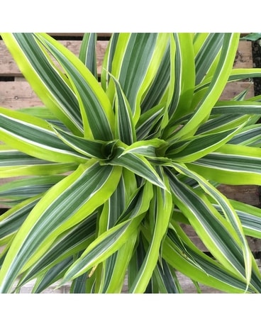BEAUTIFUL FLOOR PLANT Lemon Lime Dracaena Plant