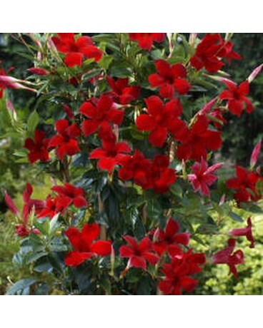 Mandevilla Plant Plant