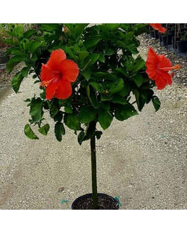 Hibiscus Tree Plant