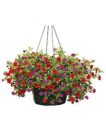 Outdoor Blooming Plants ~ Hanging Basket Plant