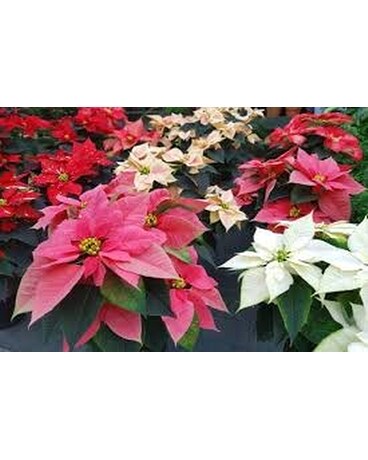 Beautiful Poinsettias Plant