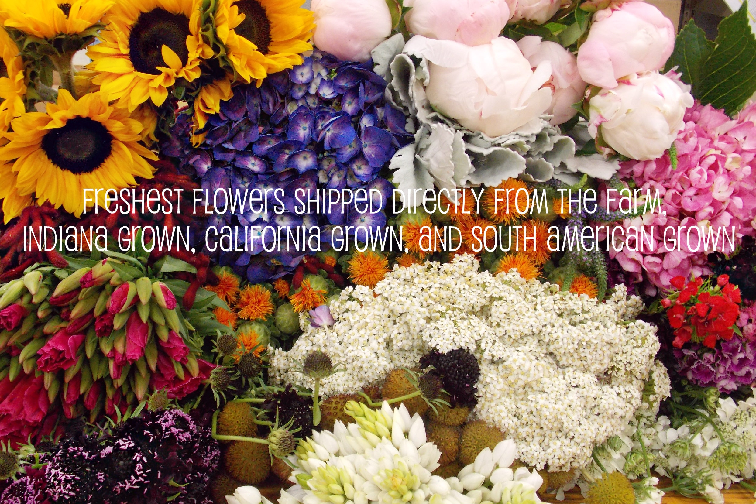 Indianapolis Florist - Flower Delivery by Steve's Flowers ...