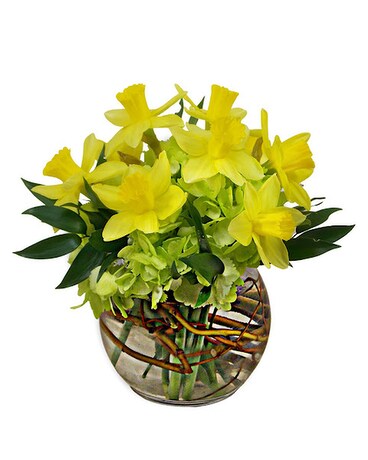Daffodowndilly