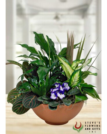 Garden of Eden Dish Garden Plant