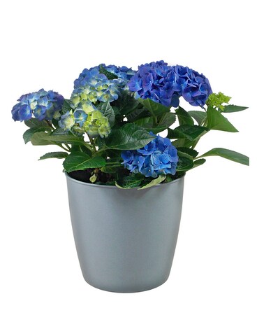 Hydrangea Plants Plant