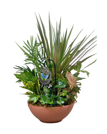 Inspirational Garden Dish Garden Plant