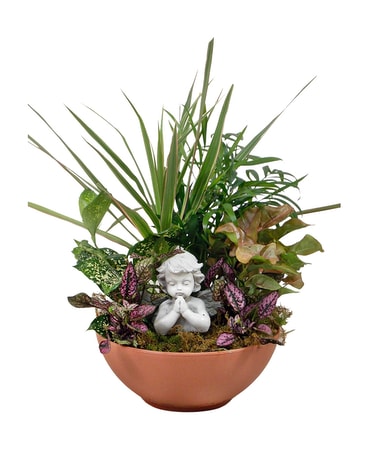 Angelic Dish Garden Plant