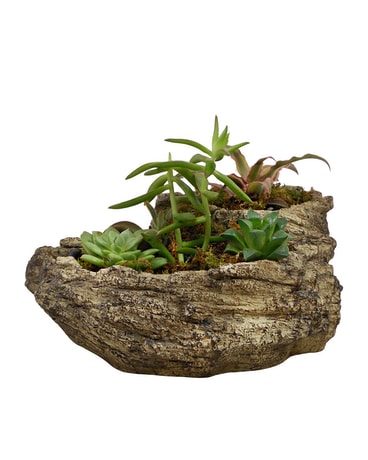 Looking Sharp Plant