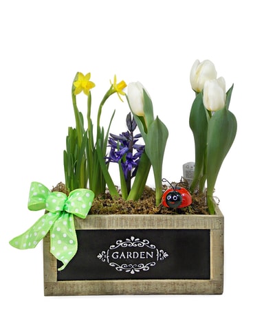 Spring Fever Plant