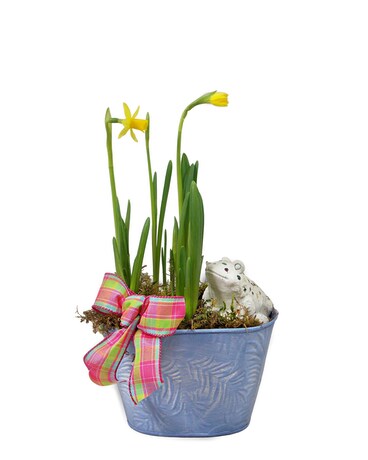 Spring Has Sprung Plant
