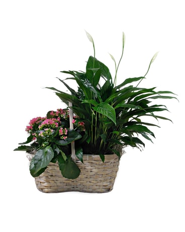 Plant Memories, Grow Love Plant